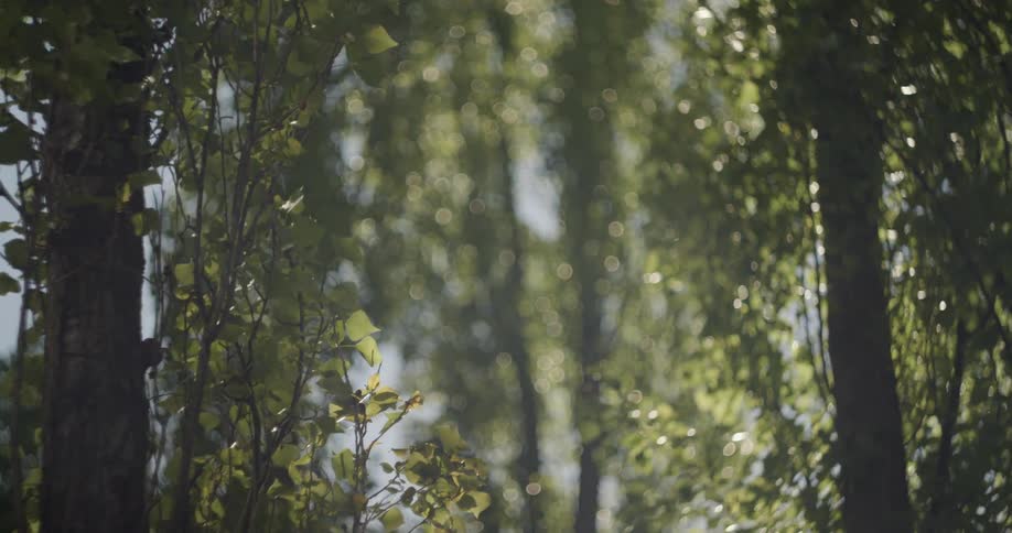 Tree leaves are moved by a light breeze