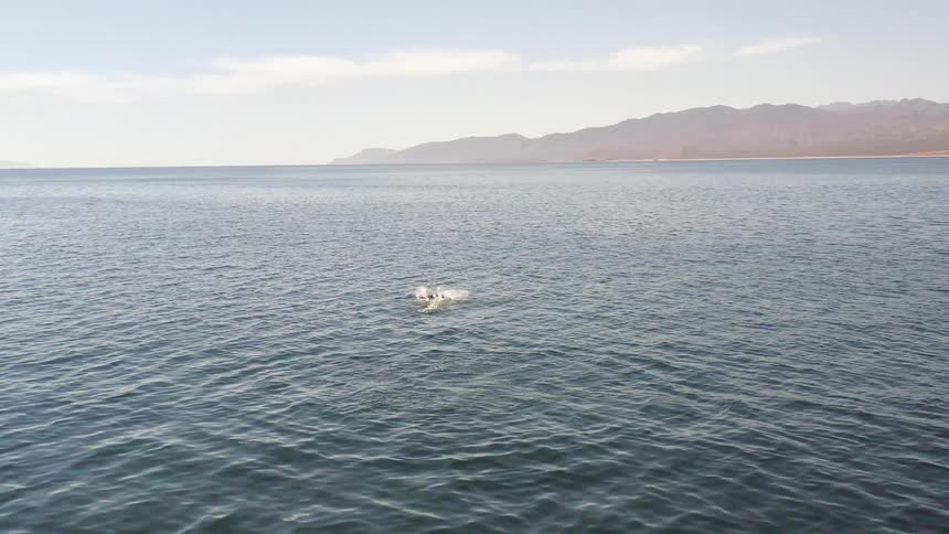 Animal leaps from the water then splashes down creating ripples a distance from foggy coast