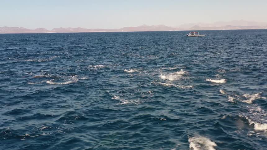 A group of dolphins diving in the ocean during the day