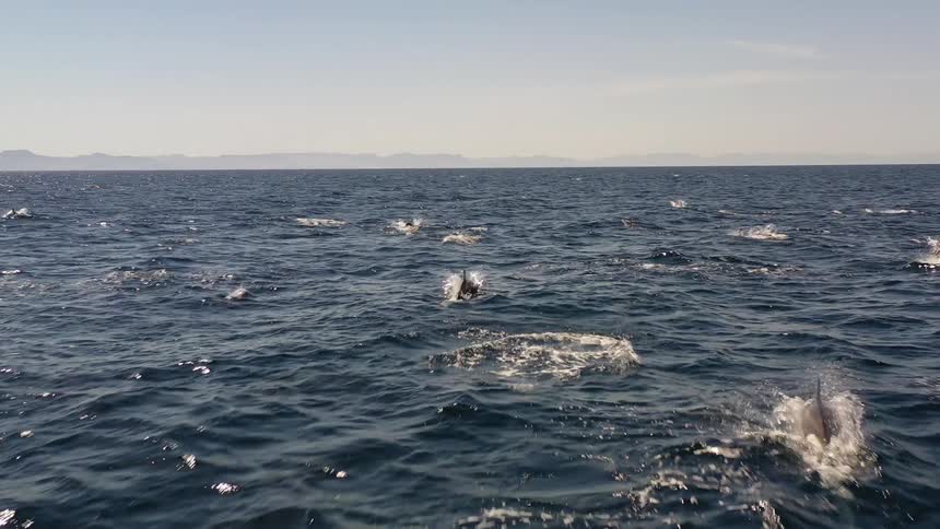 A clip of fishes swimming in the sea