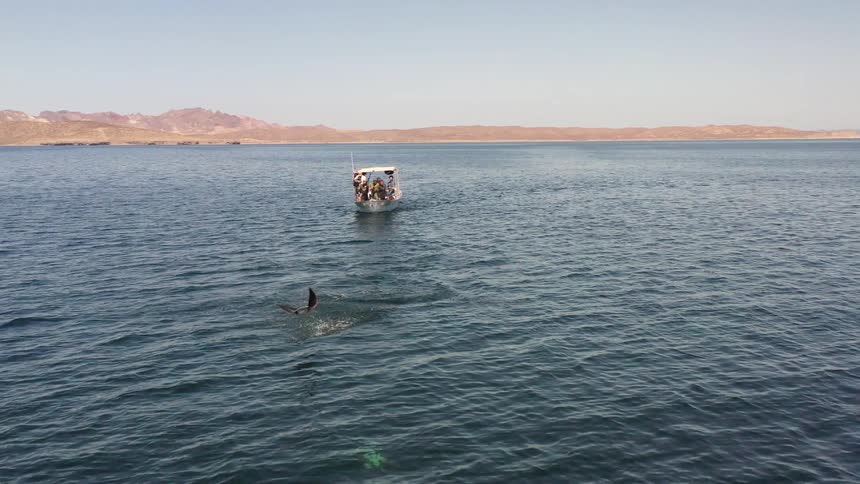 Panorama of a stingray leaping amid the sea