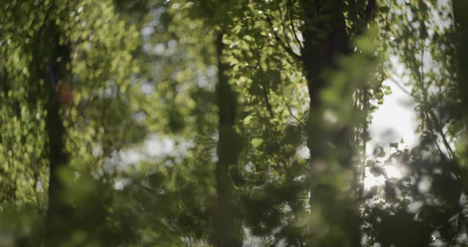 Sunlight shines through leaves in a forest