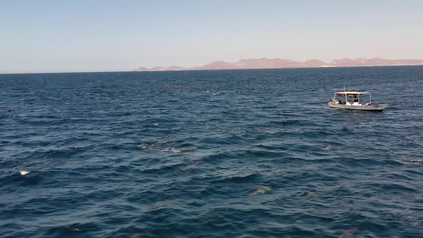 Boat floats surrounded by large pod of dolphins swimming near ocean surface