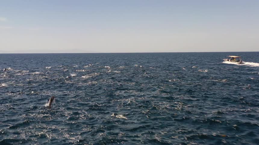 Panorama of the sea with several dolphins and a boat in the background