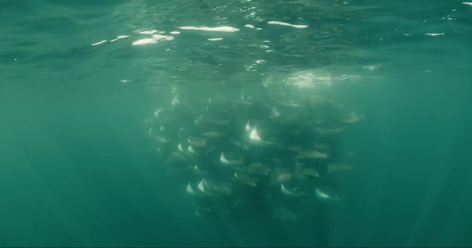 A lot of stingrays swimming in a group together underwater