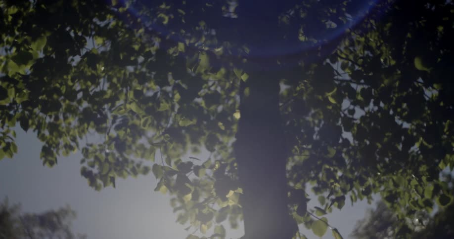 Leaves on a tree blow in the wind