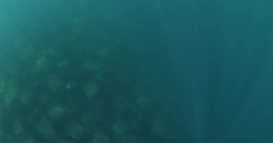 A large number of skates swim through the ocean near two divers