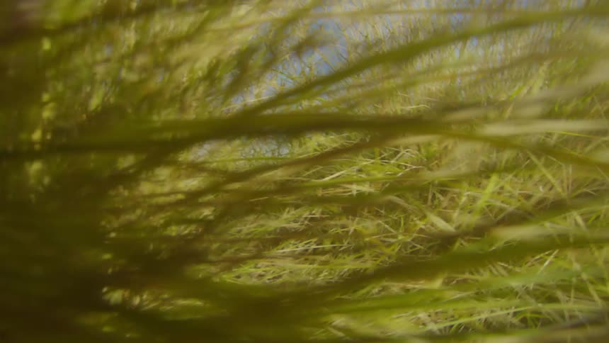 A clip of weeds in the forest