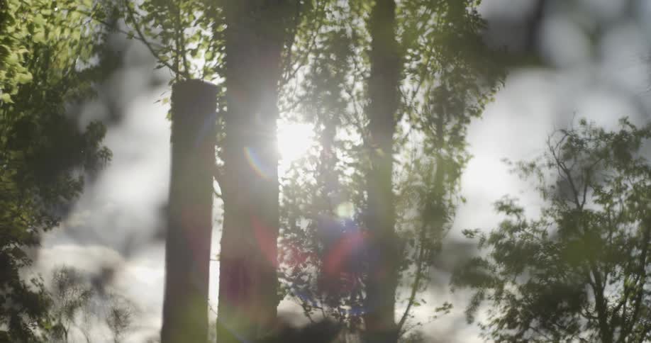 Sunlight shines through the trunks and leaves of trees