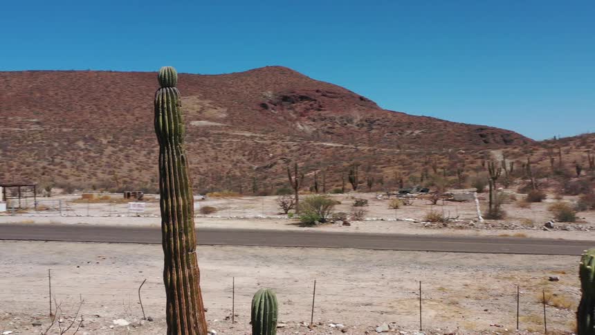 Landscape with dry trees and cacti and a highway in the middle on a cloudless blue day