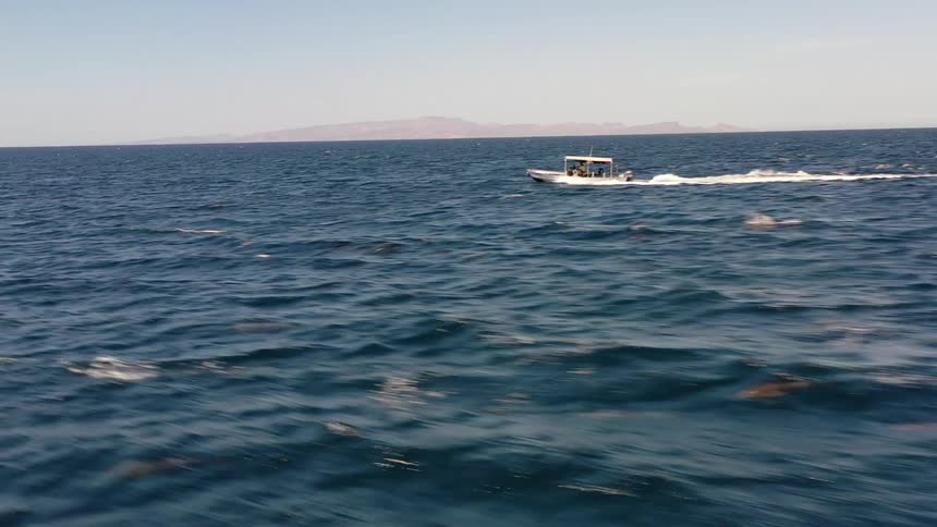 A boat travels past a group of marine life diving in and out of the water