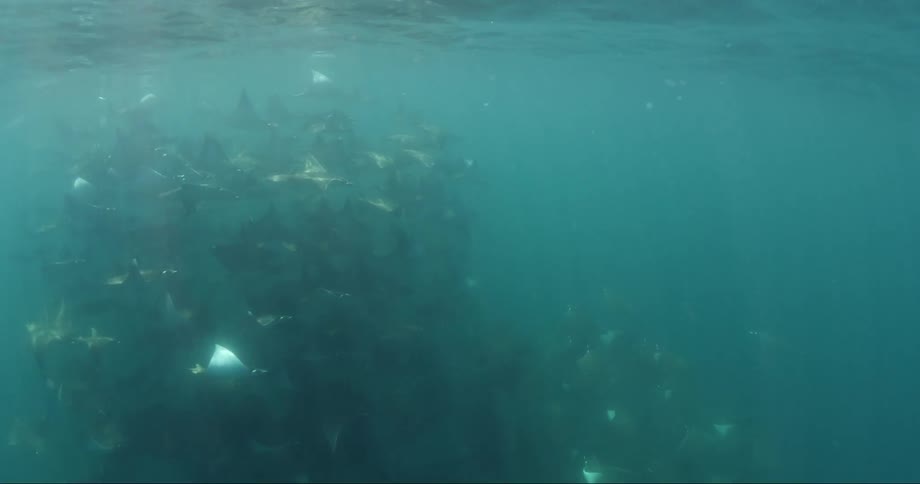 Fish swimming in large group underwater