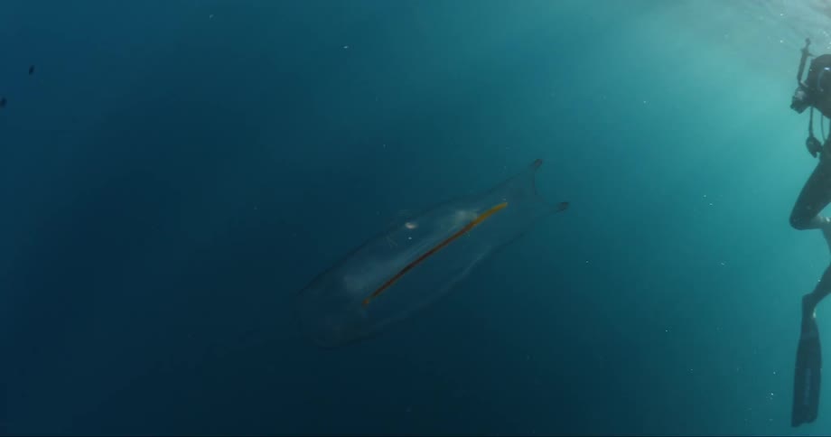 Diver films marine life underwater
