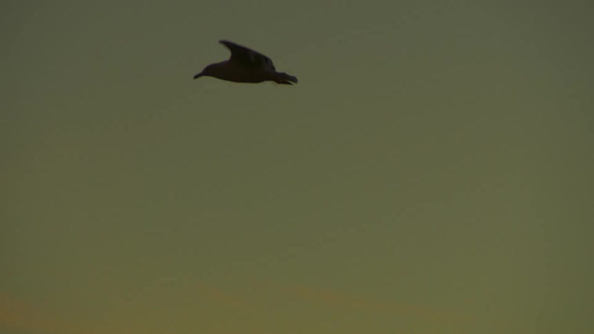 A bird flies through the sky