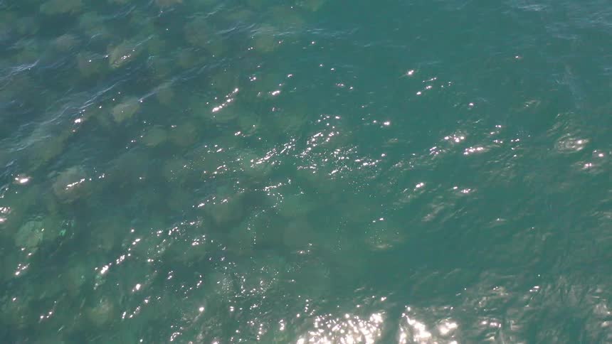 A clip of fishes in the sea
