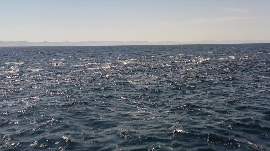The marine life dive in and out of the water
