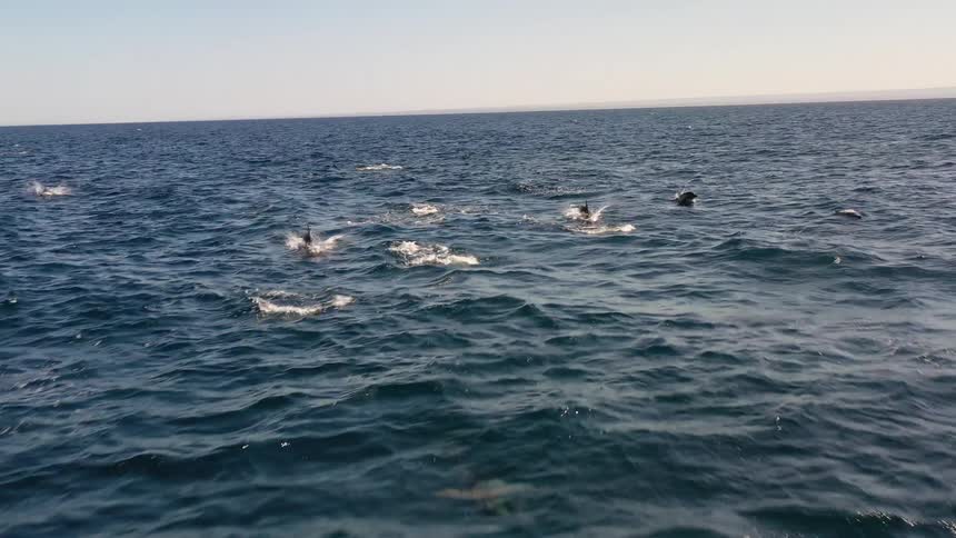 A clip of fishes swimming in the ocean