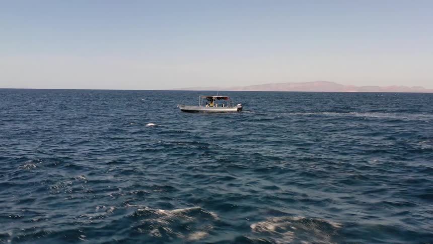 Panorama of dolphins leaping amid the sea with a small motorboat in the foreground