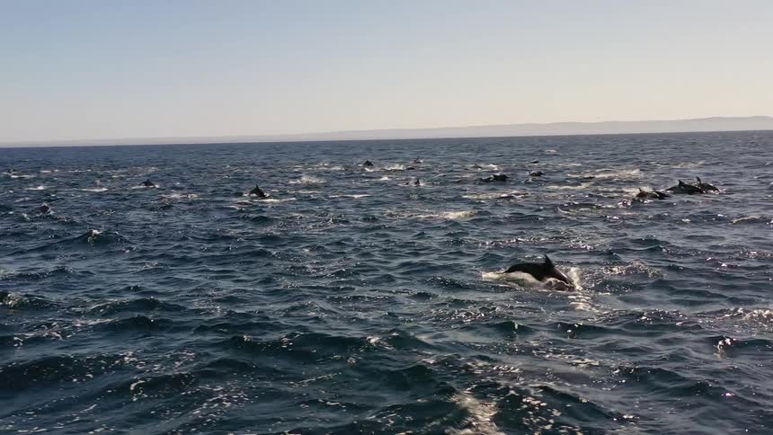 The ocean is full of jumping dolphins