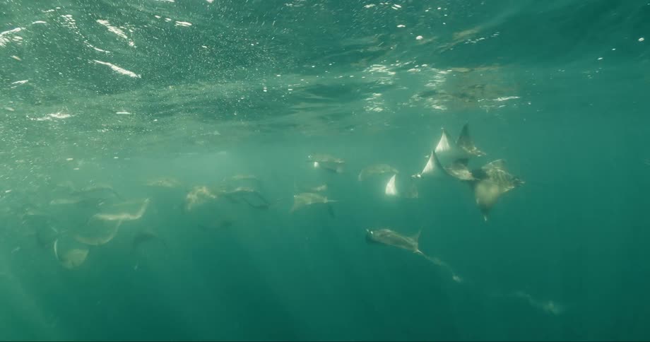 A group of stingray swim underwater