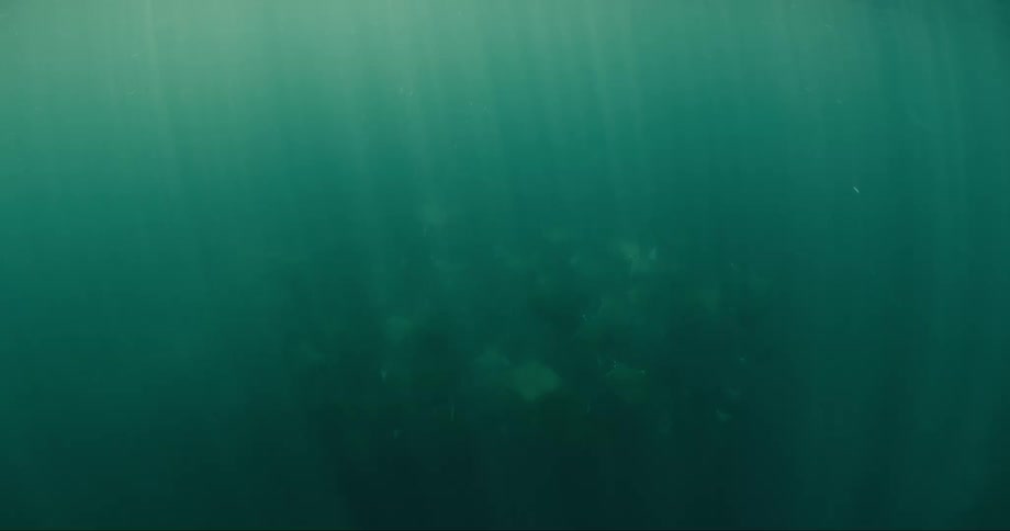 Diver on the surface with the camera in the sea filming the stingrays