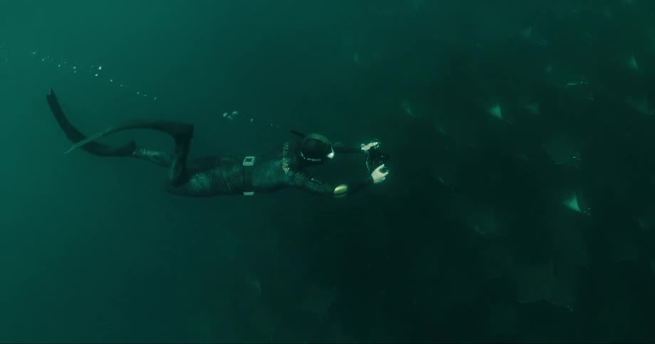 A diver is photographing fish underwater