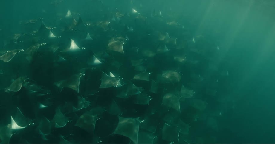 Hundreds of skates swim through the ocean