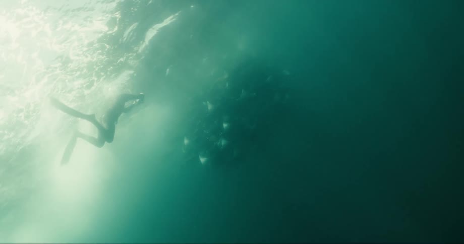 A diver jumps in the water and takes photos of the marine life