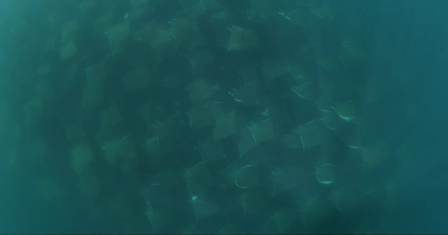 Top view of a cluster of rays
