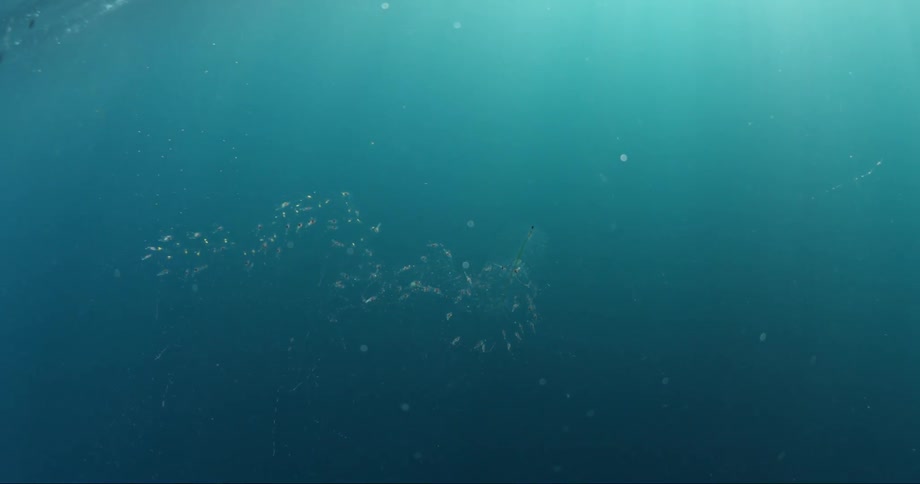 A view of some fish swimming outdoors in the ocean