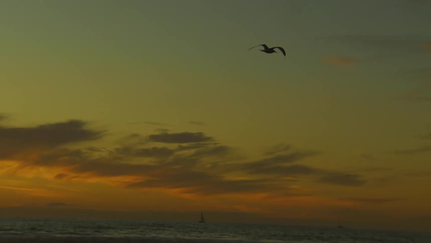 A bird flying over a region close to the sea on a morning with an orange sky