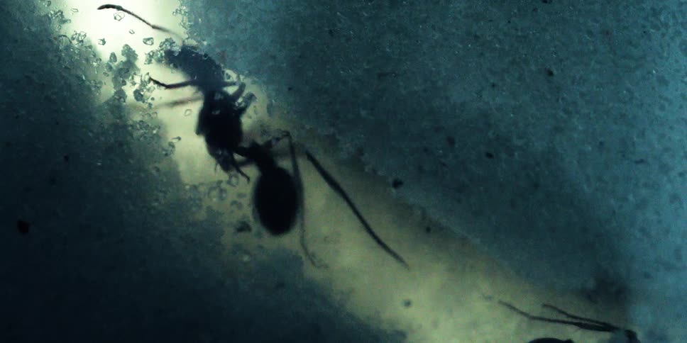 A macro close-up of ants in tunnel