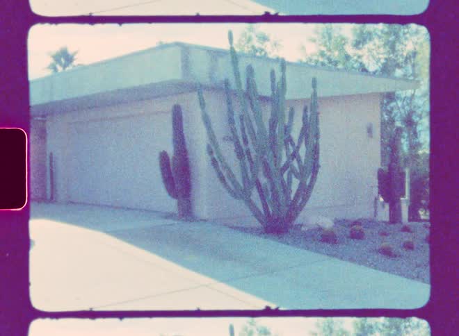Large cacti grow close to a house