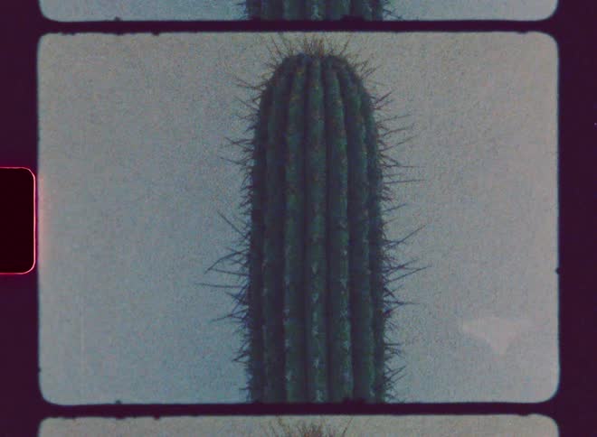 A large cactus sitting next to a wall