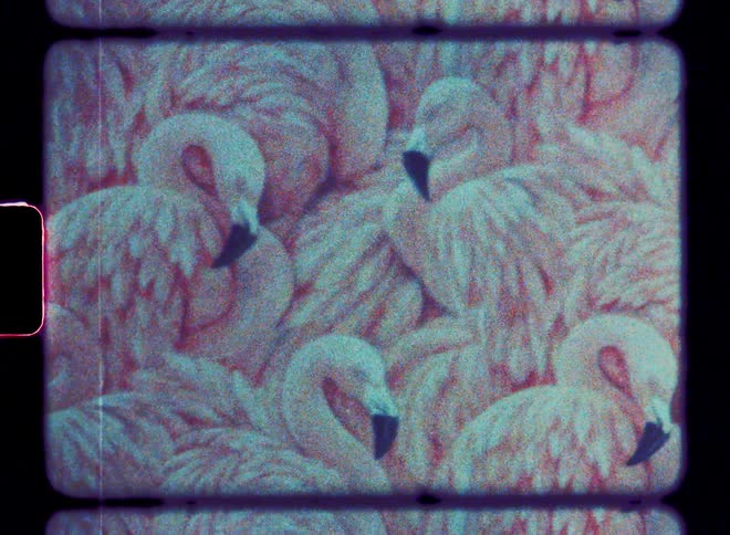 A lot of flamingos outdoors shot on film