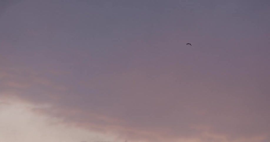 A bird flies across the sky at sunrise