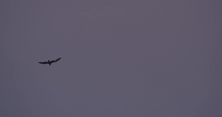 A bird flies in the sky on an overcast day