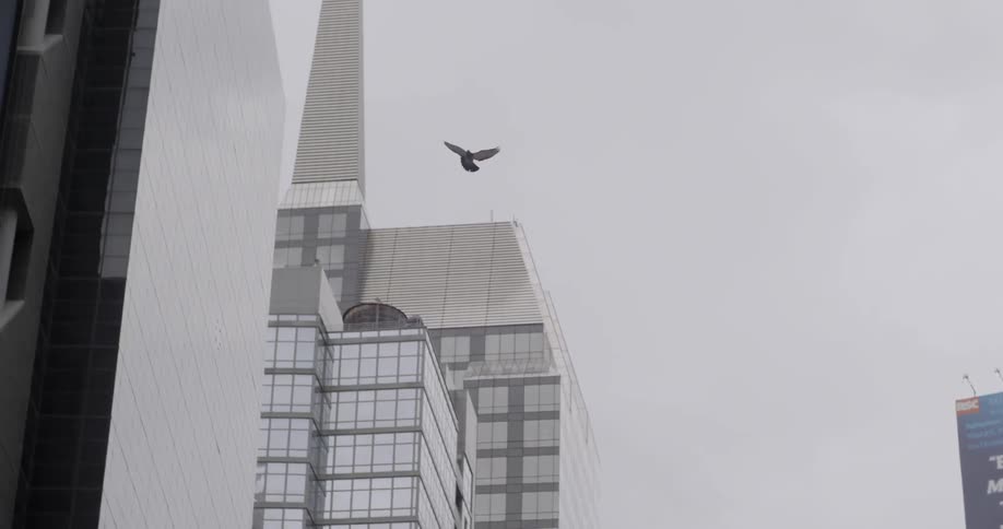 A bird flies among high-rises on an overcast day