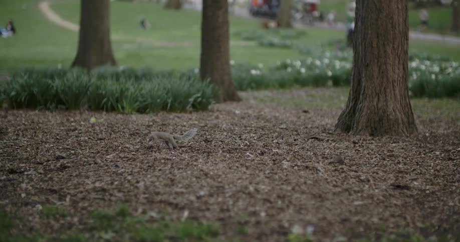 A squirrel bounces across the ground in a park