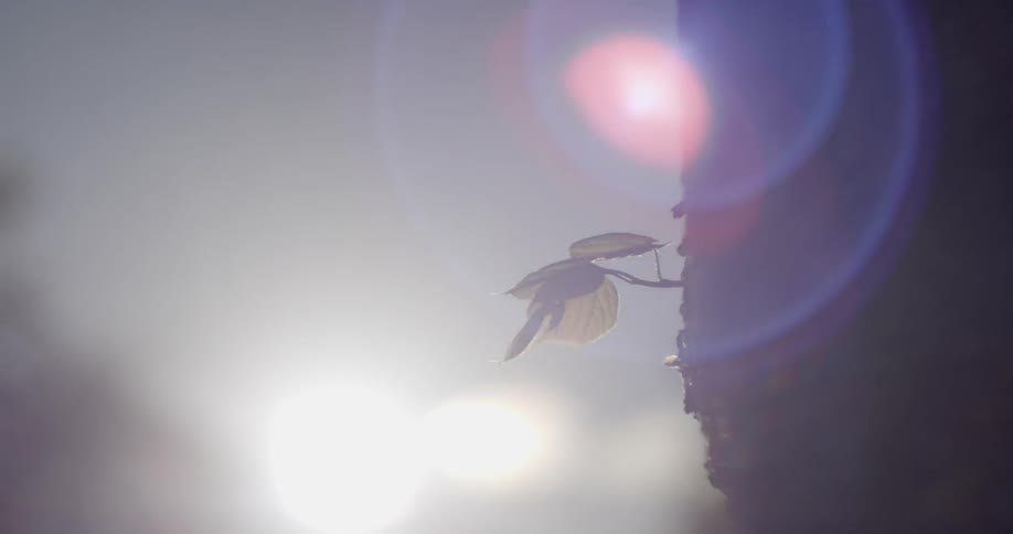 The sun shines on a small stem of leaves on a tree