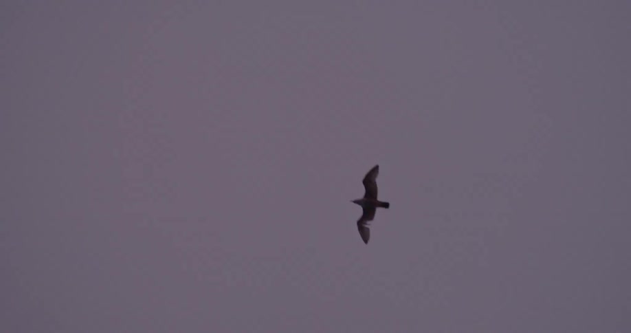 A large bird flies in the sky