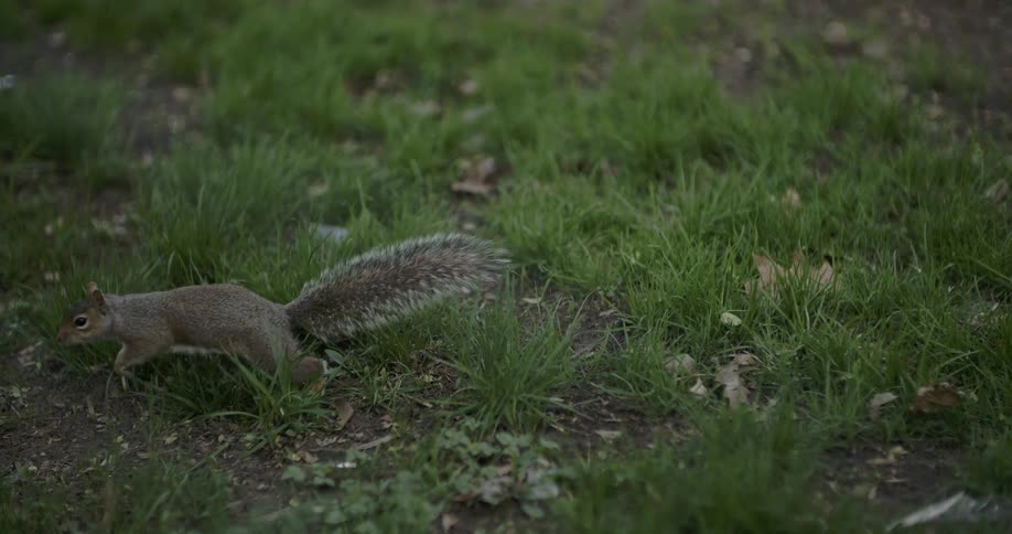 A squirrel runs through the grass