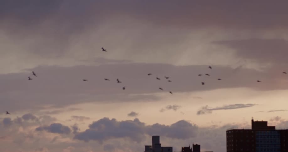 A flock of birds fly over a city on a cloudy day