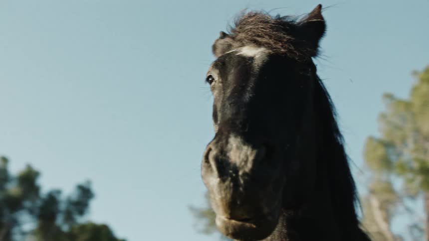 A black horse stands under the sun