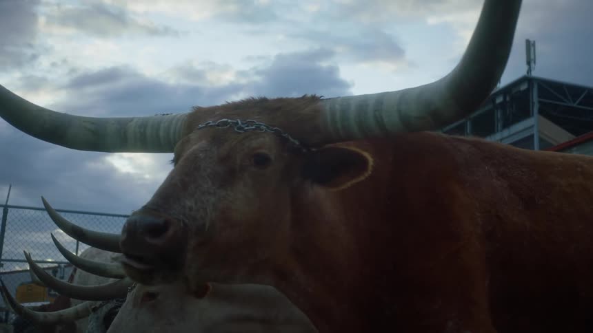 A bull in a pen eats food