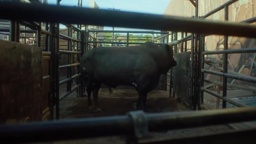 Bull paces in fenced enclosure outdoors