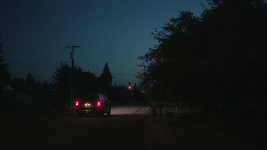 Animals walk on the side of a road while a car drives slowly at night
