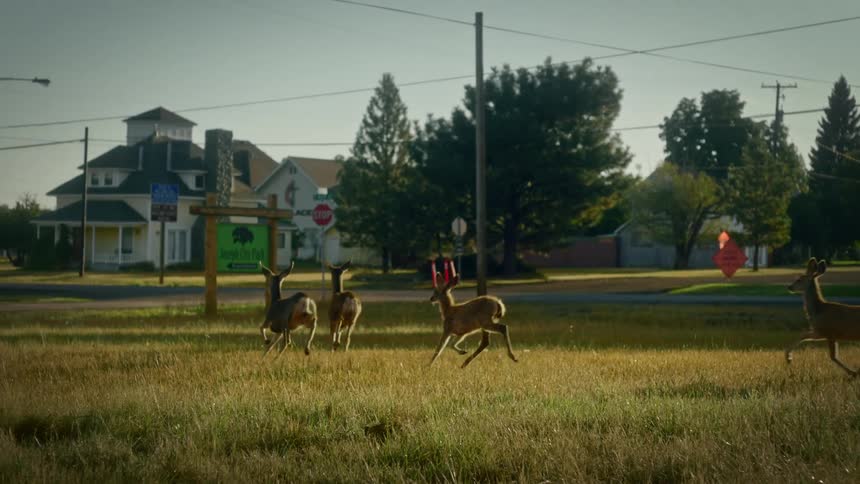 Bambis running through a lawn in the middle of a residential neighborhood