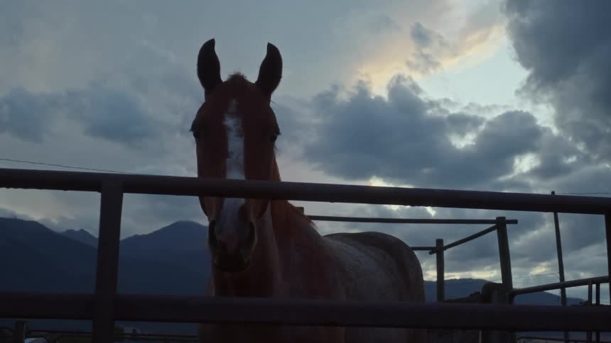 Horse stands outdoors in fenced enclosure under cloudy sky