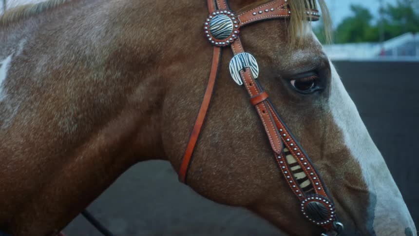 Closeup of a horse with leather reins